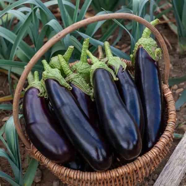 Potagères - Aubergine de Barbentane - face recto